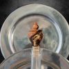 atelierlarenarde bouchon en Ceps de Vigne & Dorure